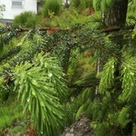 Sitkagran (Picea sitchensis)