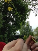Winter-cress (Barbarea vulgaris)