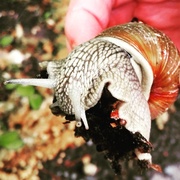 Roman Snail (Helix pomatia)