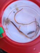 Gråsugge (Asellus aquaticus)