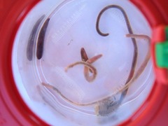 Vårfluer (Trichoptera)