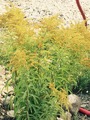 Kanadagullris (Solidago canadensis)