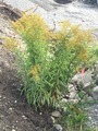 Kanadagullris (Solidago canadensis)