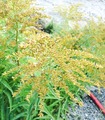 Kanadagullris (Solidago canadensis)