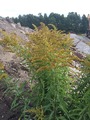 Kanadagullris (Solidago canadensis)