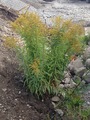 Kanadagullris (Solidago canadensis)