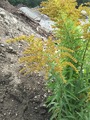 Kanadagullris (Solidago canadensis)