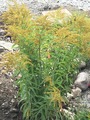 Kanadagullris (Solidago canadensis)