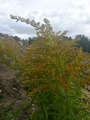 Kanadagullris (Solidago canadensis)