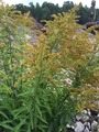 Kanadagullris (Solidago canadensis)