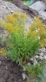 Kanadagullris (Solidago canadensis)