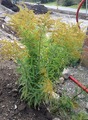 Kanadagullris (Solidago canadensis)