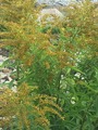 Kanadagullris (Solidago canadensis)