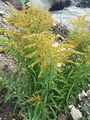 Kanadagullris (Solidago canadensis)