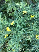 Winter-cress (Barbarea vulgaris)