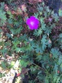 Rynkerose (Rosa rugosa)