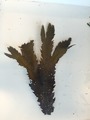 Sagtang (Fucus serratus)