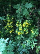 Fagerfredløs (Lysimachia punctata)