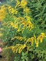 Kanadagullris (Solidago canadensis)