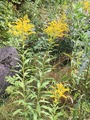 Kanadagullris (Solidago canadensis)