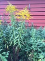 Kanadagullris (Solidago canadensis)