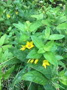 Fagerfredløs (Lysimachia punctata)