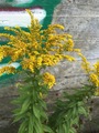 Kanadagullris (Solidago canadensis)