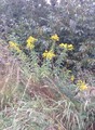 Kanadagullris (Solidago canadensis)