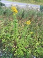 Kanadagullris (Solidago canadensis)