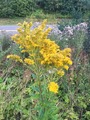 Kanadagullris (Solidago canadensis)