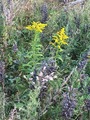 Kanadagullris (Solidago canadensis)