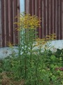 Kanadagullris (Solidago canadensis)