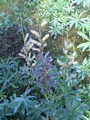 Hagelupin (Lupinus polyphyllus)