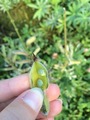 Hagelupin (Lupinus polyphyllus)