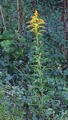 Kanadagullris (Solidago canadensis)