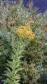 Kanadagullris (Solidago canadensis)