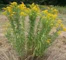 Kanadagullris (Solidago canadensis)