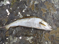 Pollack (Pollachius pollachius)