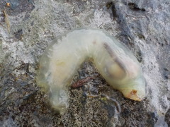 Sekkdyr (Ascidiacea)