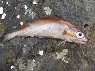 Sypike (Trisopterus minutus)