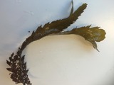 Sagtang (Fucus serratus)