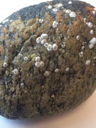 barnacle (Semibalanus balanoides)