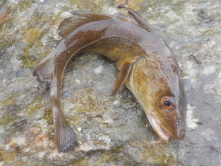 Torskefisk (Gadiformes)