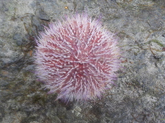 Sea urchins (Echinoidea)