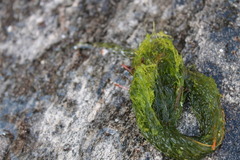 Sea lettuce (Ulva lactuca)
