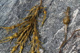 Sagtang (Fucus serratus)