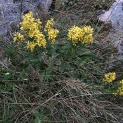 Fagerfredløs (Lysimachia punctata)