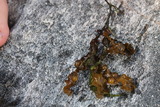 Blæretang (Fucus vesiculosus)