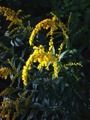 Kanadagullris (Solidago canadensis)