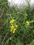 Russekål (Bunias orientalis)